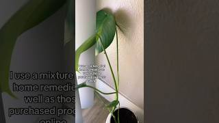 Plants in a Las Vegas Winter winterizing underconsumption herbs indoorplants artistlife diy [upl. by Olracnaig386]