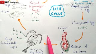 Gnathostomiasis  gnathostoma spinigerum life cycle Symptoms Incubation period  Bio science [upl. by Adora538]