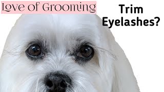 Can a Dogs Eyelashes Be Trimmed [upl. by Nyleve]