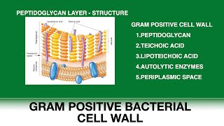 Gram positive bacterial cell wall  Peptidoglycan structure  Teichoic and Lipoteichoic acid [upl. by Negriv672]