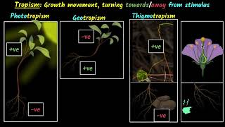 Response to stimulus Tropism  Control amp coordination  Biology class 10  Khan Academy [upl. by Drews807]