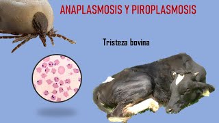 ANAPLASMOSIS Y PIROPLASMOSIS BOVINA TRISTEZA BOVINA [upl. by Llerrom559]