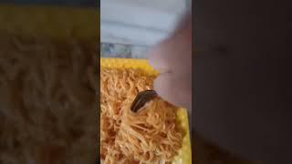 Most tastiest instant noodles ever  food [upl. by Naesyar]