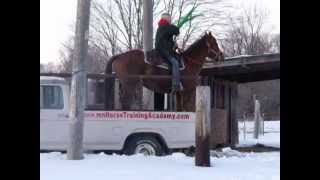 This horse can jump into a truck [upl. by Hecker]