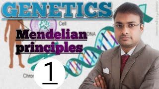 Genetics Mendelian Principles of Heredity [upl. by Aerdnahs]