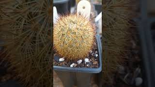 Mammillaria densispina [upl. by Keisling637]