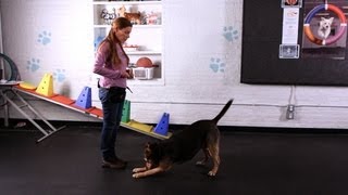 Teach Your Dog to Take a Bow Part 2  Dog Tricks [upl. by Bilak454]