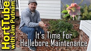 Its Time For Hellebore Maintenance  WinterSpring Flowering Perennials [upl. by Yddeg67]