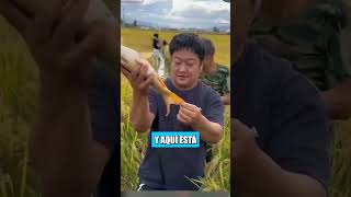 Estos agricultores chinos están cultivando arroz y criando peces al mismo tiempo [upl. by Aneladgam]