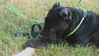 Man arrested for stealing 3monthold puppy from boat in Southeast DC [upl. by Jemmy]