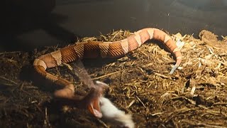 Feeding A Venomous Copperhead Must See [upl. by Lashonde267]