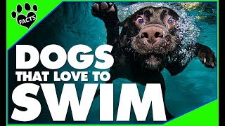 Top 10 WaterLoving Dog Breeds Perfect for Swimming  Dogs 101 [upl. by Engamrahc717]