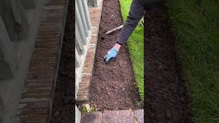 Satisfying Lawn Edging And Weeding garden lawnlife lawncare gardening shorts lawnedging diy [upl. by Andra]