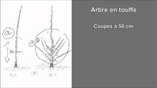 Verger La taille des arbres fruitiers Gratuit la forme la plus facile pour les arbres fruitiers [upl. by Bourgeois]