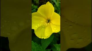 Largeflowered eveningprimrose Plant Oenothera glazioviana is a species of flowering plant nature [upl. by Paske511]