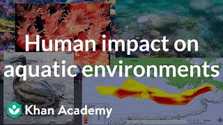 Human impact on aquatic environments AP Environmental science Khan Academy [upl. by Fionna836]