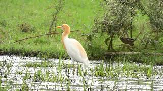 Cattle Egret  A white bird adorned with buff plumes in the breeding season [upl. by Sine626]