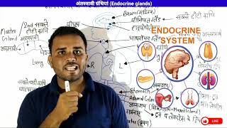 Endocrine Glands  अंतस्त्रावी ग्रंथियां  endocrine glands and their hormones  lecture 2 [upl. by Yadrahc212]