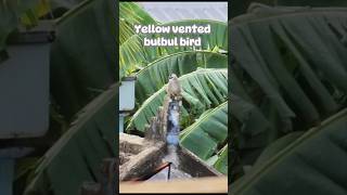 Yellow vented bulbul bird shorts videoshorts birds vuthyCH [upl. by Chema899]