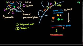 HIV life cycle [upl. by Andreas]