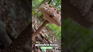 Macrolepiota procera volgarmente chiamata Mazza di Tamburo Bubbola maggiore [upl. by Kin514]