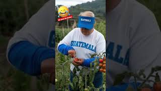 Humor Trump trabajando en la agricultura 🤭😂 [upl. by Otreblanauj]