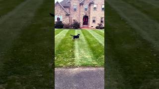 December Stripes lawncare stripes lawngoals scag bigleaguelawns [upl. by Gascony]