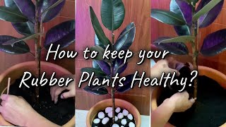 Rubber Plants Care  How to keep your Ficus Elastica healthy [upl. by Nesral]