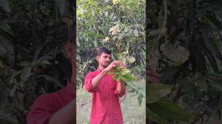 आम के पौधे पर ग्राफ्टिंग करने का आसान तरीक। Mango plants grafting mangotree gardening shortsfeed [upl. by Leunammi]