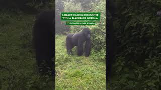 Close Encounter with a Blackback Gorilla  Volcanoes National Park Rwanda [upl. by Fry]