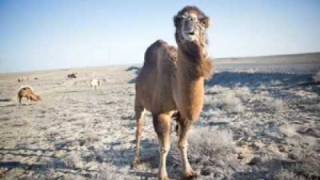 Kazakhstan Camel Encounters [upl. by Enahs]