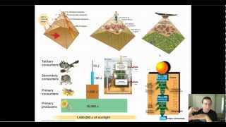 Ecosystem Matter amp Energy Flow Patterns [upl. by Annetta401]