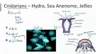 1333 Cnidarians  Hydra Sea Anenome Jellies [upl. by Wickham]