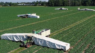 How American Farmers Harvest Thousands Of Tons Of Agricultural Products  American Farming [upl. by Minsk]