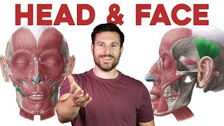 How to Remember Every Muscle in the Head and Face  Corporis [upl. by Aiciled]