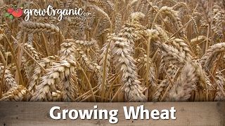 How to Grow Wheat Organically [upl. by Ellie]