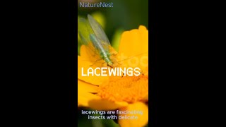 Why Lacewings Are the Gardens Best Friends1109 [upl. by Anomis]