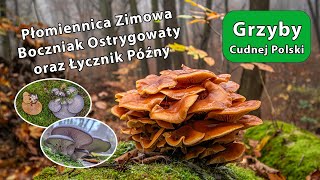 Płomiennica Zimowa Boczniak Ostrygowaty i Łycznik Późny [upl. by Kieger]