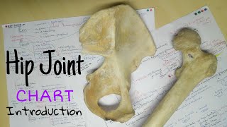 Hip Joint  Part 1  Introduction  Only One Chart  The Charsi of Medical Literature [upl. by Nuawed]