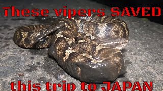 Japan Herping Disastrous trip SAVED by the deadly mamushi pit viper Welcome 2 Mamushi City 102024 [upl. by Mungam]