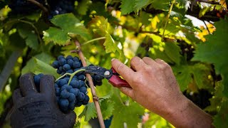 MONTEPULCIANO D’ABRUZZO DOCChieti  puntata 17 [upl. by Seuqramed]