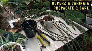 Huperzia Carinata Rumpai Tanaman Hias Gantung Huperzia [upl. by Alyad]