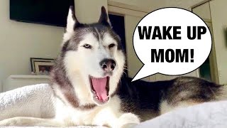 My Husky Does THIS EVERY Morning [upl. by Merrell551]