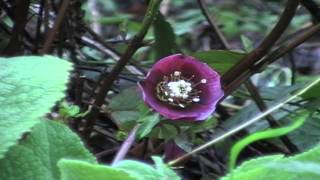 Poisonous Plants 121 Helleborus the hellebores [upl. by Sholom376]