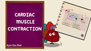 Cardiac Muscle Contraction  Excitation Contraction Coupling  Cardiac Physiology [upl. by Aniala370]