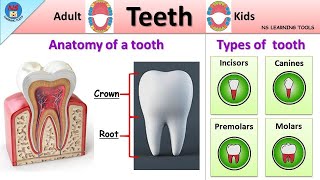 Tooth Anatomy  Types of Teeth and Their Functions  Incisors canines premolars amp molars  Teeth [upl. by Ahsinet83]