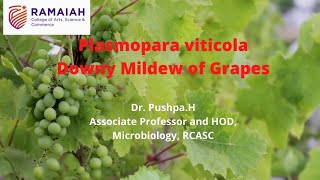 Plasmopara viticolaDowny Mildew disease in Grapes [upl. by Azne]