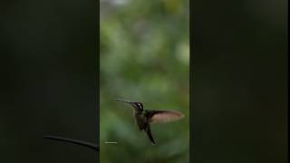 Talamanca Hummingbird ♀️ 🇨🇷 hummingbirds costarica birdwatching birds nature travel beautiful [upl. by Judd]