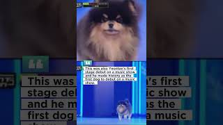 Yeontan Makes History as First Dog to Debut on Music Show yeontan btsv shorts [upl. by Annaed904]