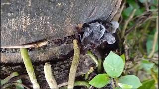 Rare Auricularia nigricans in Goa [upl. by Eiralav]